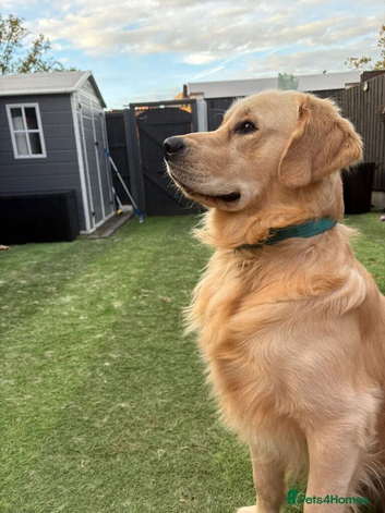 Golden retriever puppies
