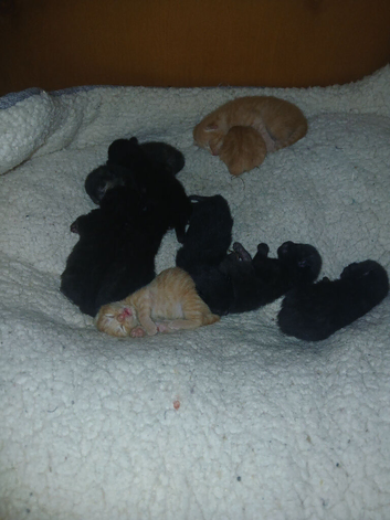 Newly arrived kittens