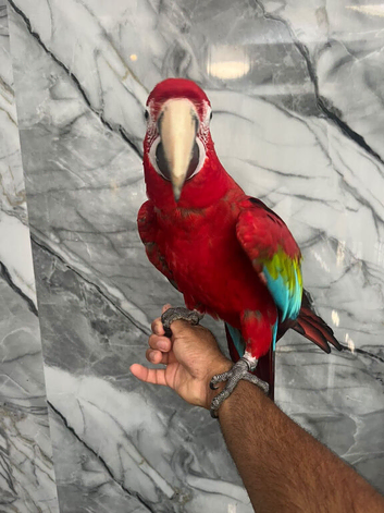 Stunning Super Tame Talking Greenwing Macaw Parrot,