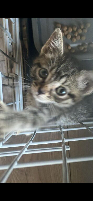 5 cats for sale