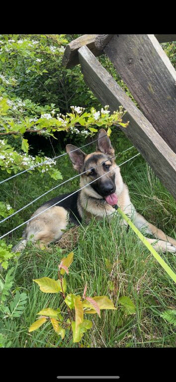 German shepherd male