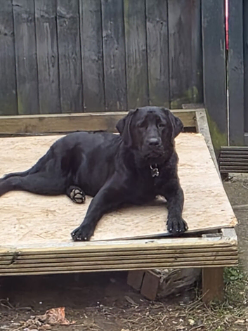 Kc reg black labrador  retriever  dog forsale