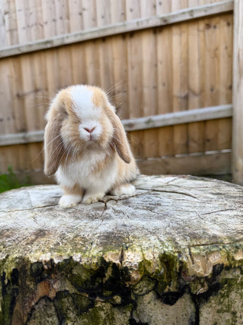 Mini lop Harlequin doe