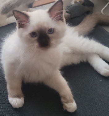 3 Ragdoll  Kittens Available
