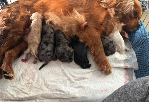 Beautiful Cavapoo Puppies Looking for Loving Homes