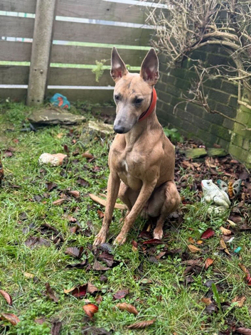 Whippet cross