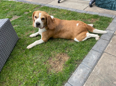 Female beagle