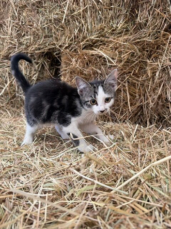 Kittens for sale