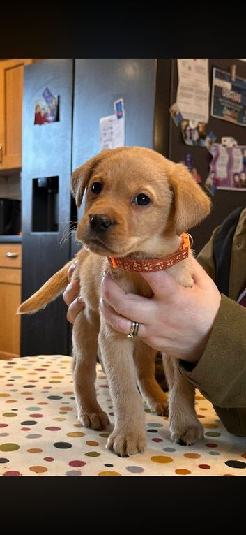 KC reg Labrador pups for sale