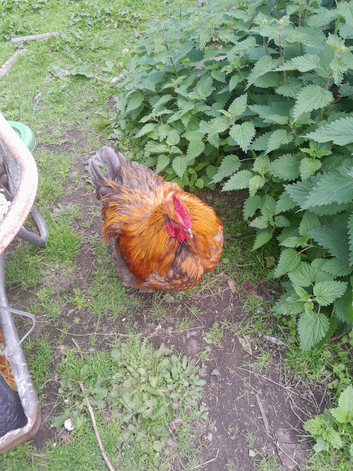Orpington cross cockeral