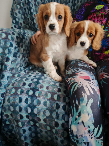 Beautiful Boys - Pure Cavalier King Charles!