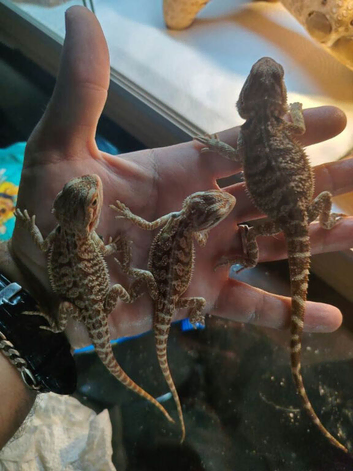 12 week old baby bearded dragons