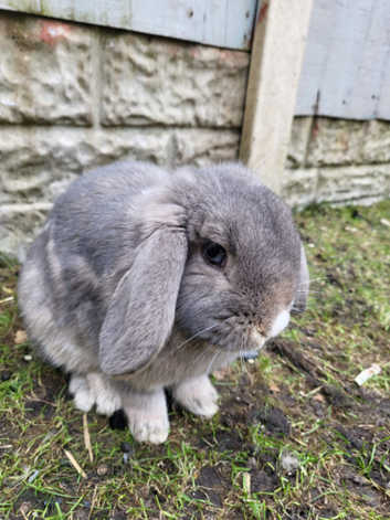 2 girl Rabbits