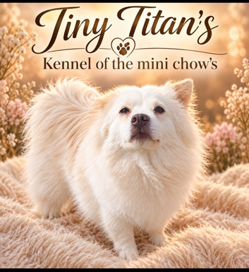 Micro chows: mini teddy bears