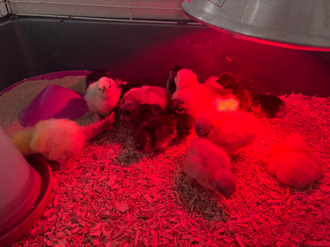 USA bearded bantam silkie chicks and bantam pekin
