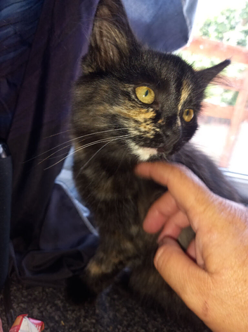 Maine coon cross