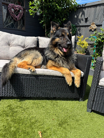 German shepherd FOR STUD