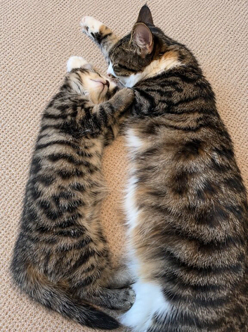 Gorgeous bengal kittens for sale