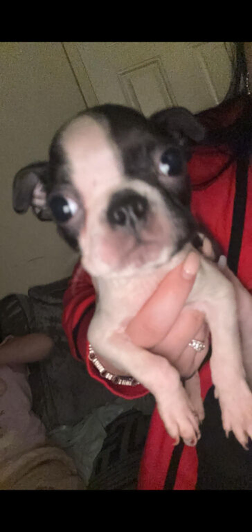 1 little Boston terrier boys