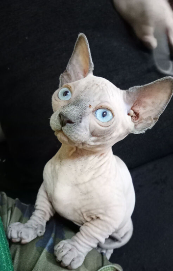 Bambino Sphynx Kittens Ready