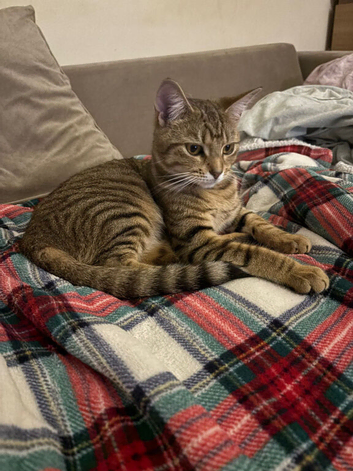 8 month old tabby female kitten