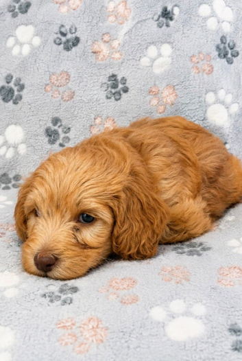 1 Male F2 Cockapoo Puppy