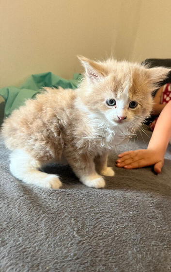 Kittens