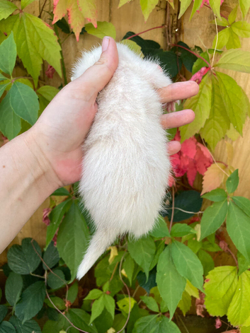 Semi angora kits available