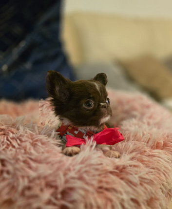 Stunning chocolate and white longcoat chihuahua female puppy