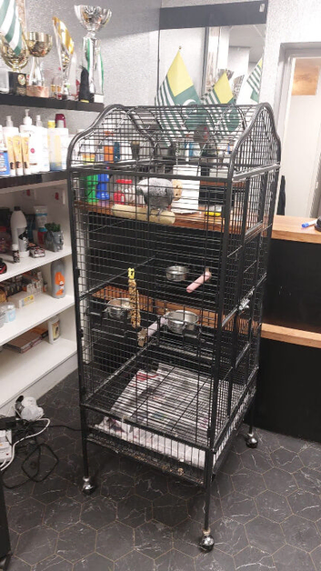 African grey