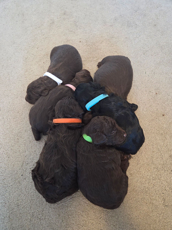F2 Cockapoo pups
