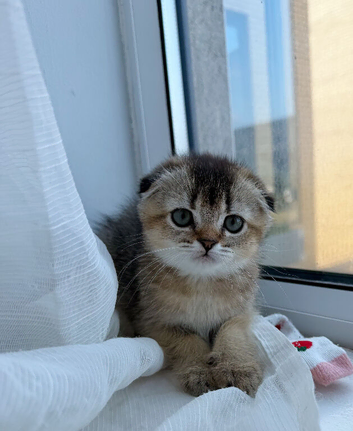 Stunning Scottish Fold & Scottish Straight Chinchilla Kittens