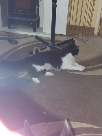 9week old kittens