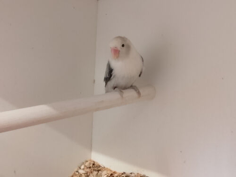 Mutation Lovebirds