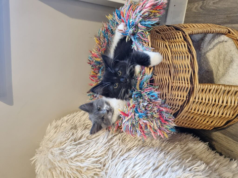 1 female and one male kitten