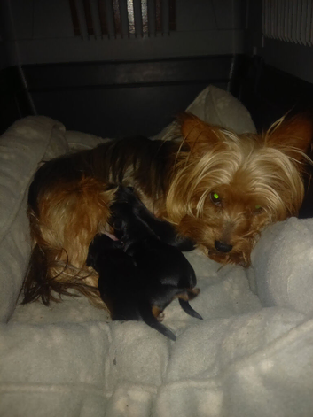 Yorkshire terrier puppies