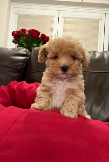 Beautiful Tiny Maltipoo F-1