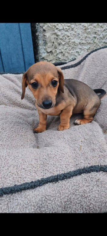 Dachshund Whippet X