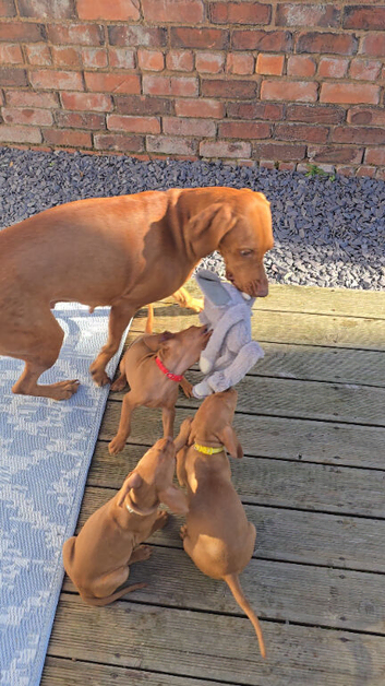 Vizsla puppies 6/10 left