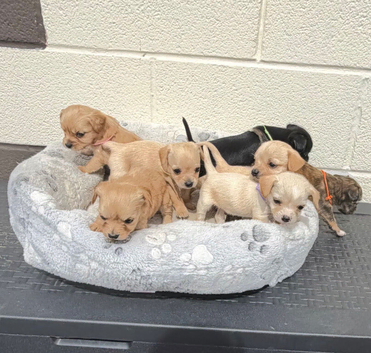 7 King Charles puppy&rsquo;s