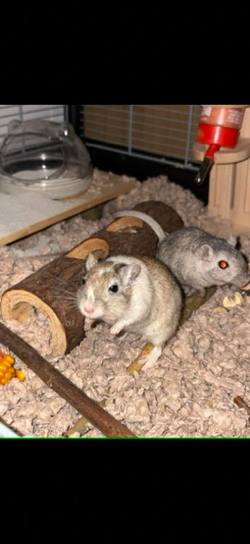 2 female gerbils