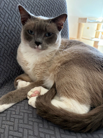 Ragdoll boy