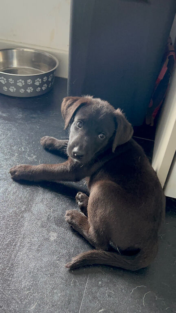 Boy pup ready to leave Labrador / kelpie puppies / pup