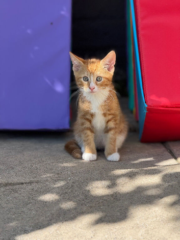 Male kitten