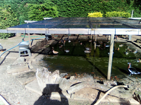 Maned geese for sale