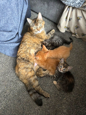 2 AMAZING KITTENS LEFT