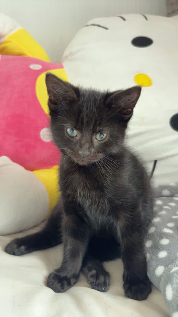 black kitten
