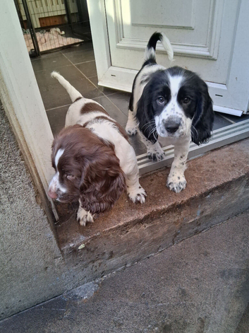 Sprocker