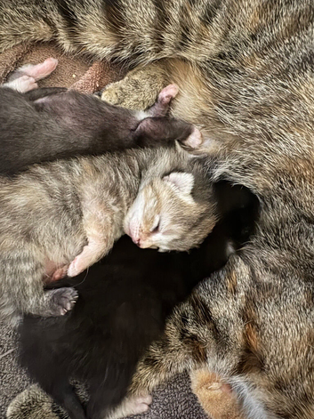 3 kittens for sell!