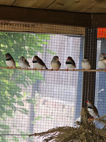 Zebra finches